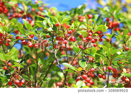 日本三葉草的紅色果實 日本三葉草的紅色果實 108069928