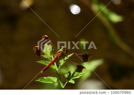 Akane perched on a leaf Akane perched on a leaf 108070960