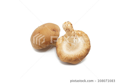Shiitake mushrooms with stones on a white background Shiitake mushrooms with stones on a white background 108071083