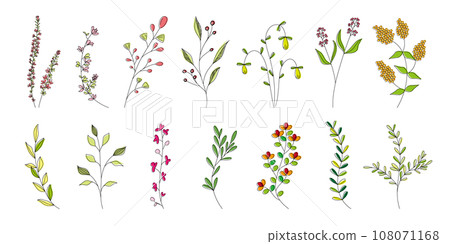 植物，色彩繽紛，美麗的植物，色彩柔和。 108071168