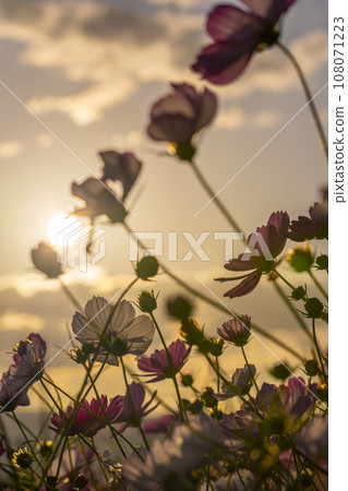 藤原宮遺址的波斯菊盛開（奈良縣橛原市醍醐町） 108071223