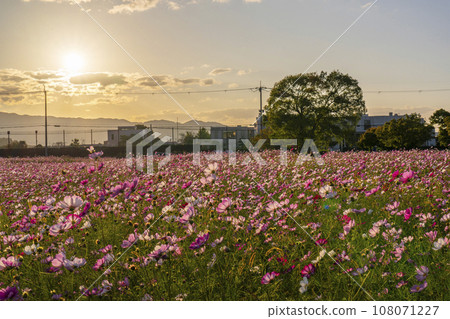 藤原宮遺址的波斯菊盛開(奈良縣橛原市醍醐町) 藤原宮遺址的波斯菊盛開(奈良縣橛原市醍醐町) 108071227