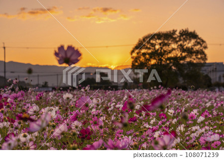 Cosmos in full bloom at Fujiwara Palace Ruins (Daigo Town, Kashihara City, Nara Prefecture) 108071239