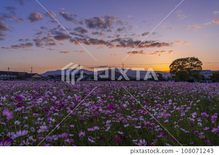 Cosmos in full bloom at Fujiwara Palace Ruins (Daigo Town, Kashihara City, Nara Prefecture) 108071243