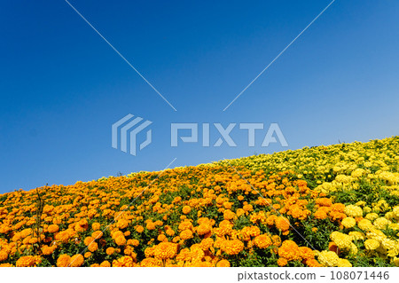 Marigold field 108071446