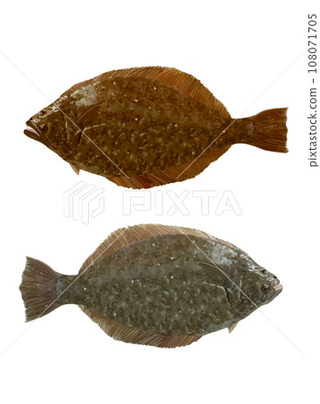 Flounder (top) Flatfish (bottom) 108071705