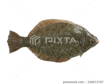 比目魚 108071707