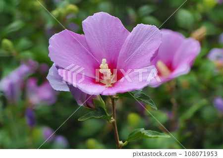 Fuyo flowers Fuyo flowers 108071953