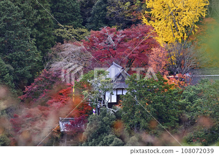 Daihikaku Senkoji Temple Koyo 108072039