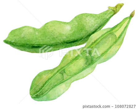 Watercolor illustration of green soybean pods Watercolor illustration of green soybean pods 108072827