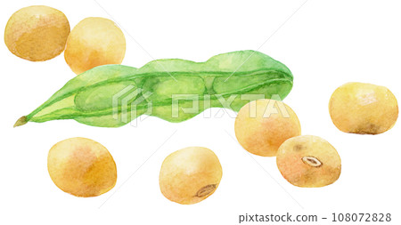 Watercolor illustration of green soybean pods and lots of soybeans 108072828