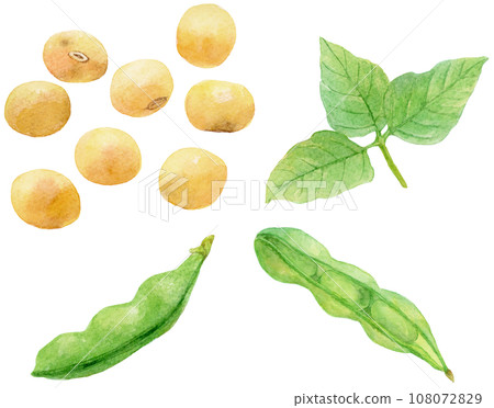 Watercolor illustration of soy beans, pods, and leaves material collection Watercolor illustration of soy beans, pods, and leaves material collection 108072829