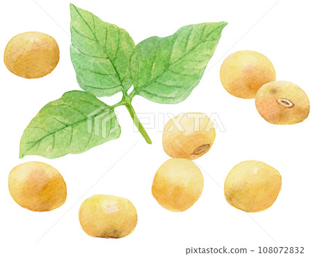 Watercolor illustration of soybeans and soybean leaves 108072832