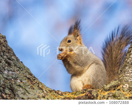 The squirrel with nut sits on tree in the autumn. Eurasian red squirrel, Sciurus vulgaris. The squirrel with nut sits on tree in the autumn. Eurasian red squirrel, Sciurus vulgaris. 108072888