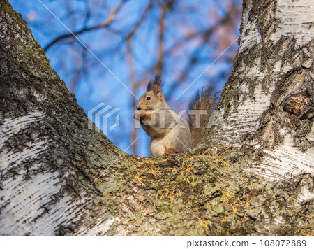 The squirrel with nut sits on tree in the autumn. Eurasian red squirrel, Sciurus vulgaris. 108072889