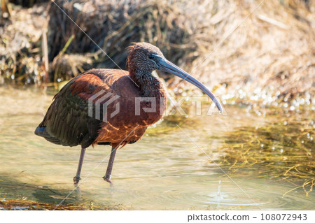The glossy ibis, latin name Plegadis falcinellus, searching for food in the shallow lagoon. 108072943