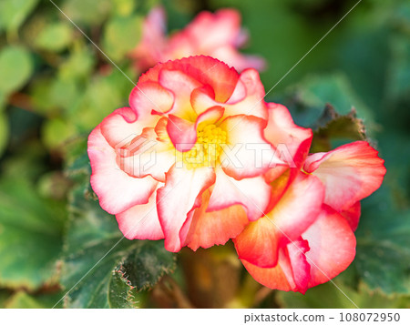 Close-up of a pink rose on green background Close-up of a pink rose on green background 108072950