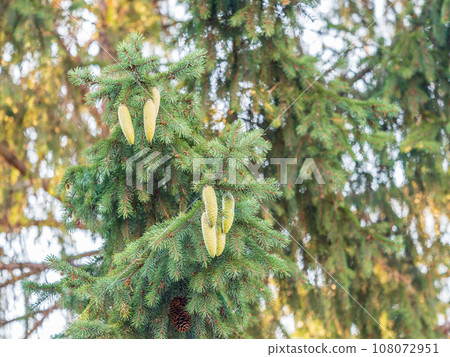 Green spruce branches with needles and cones in autumn. Green spruce branches with needles and cones in autumn. 108072951
