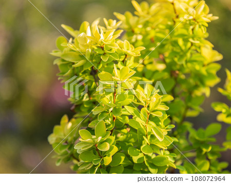 Nature of green leaf in garden at summer. Natural green leaves plants using as spring background cover page environment ecology Nature of green leaf in garden at summer. Natural green leaves plants using as spring background cover page environment ecology 108072964