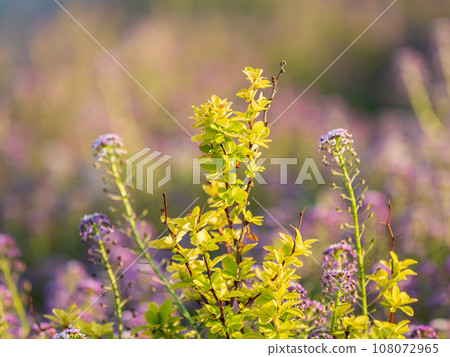 Nature of green leaf in garden at summer. Natural green leaves plants using as spring background cover page environment ecology Nature of green leaf in garden at summer. Natural green leaves plants using as spring background cover page environment ecology 108072965