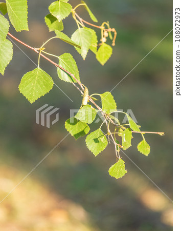 Branch of birch tree, Betula pendula, silver birch, warty birch, European white birch, with green leaves 108072973