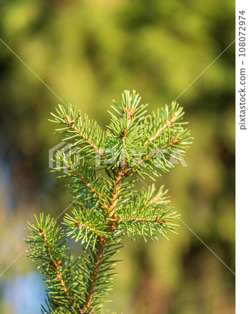 Background of green spruce branches in sunset light Background of green spruce branches in sunset light 108072974