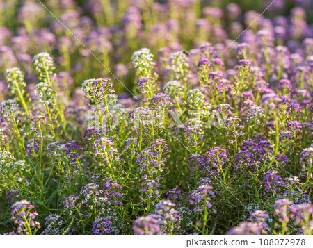 Verbena bonariensis flowers, Argentinian Vervain or Purpletop Vervain, Clustertop Vervain, Tall Verbena, Pretty Verbena, in garden Verbena bonariensis flowers, Argentinian Vervain or Purpletop Vervain, Clustertop Vervain, Tall Verbena, Pretty Verbena, in garden 108072978