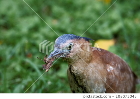 黑冠麻鷺 108073043