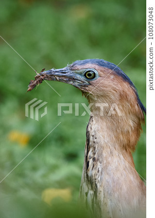 黑冠麻鷺 108073048