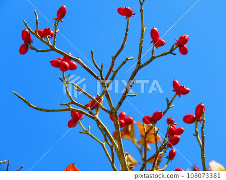 紅堅果 紅堅果 108073381