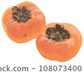 Persimmon acrylic painting illustration two persimmon fruits Persimmon acrylic painting illustration two persimmon fruits 108073400