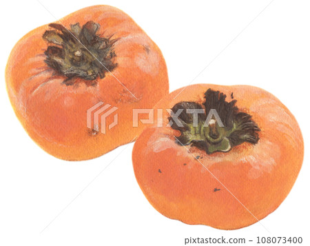 Persimmon acrylic painting illustration two persimmon fruits 108073400
