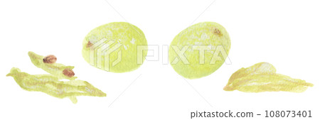 Acrylic painting illustration of half-eaten Muscat (grape): peeled fruit, skin, and seeds Acrylic painting illustration of half-eaten Muscat (grape): peeled fruit, skin, and seeds 108073401
