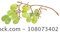 Acrylic painting illustration of a half-eaten Muscat (grape) 108073402