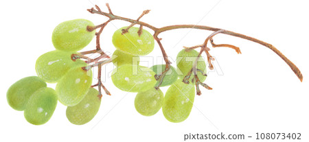 Acrylic painting illustration of a half-eaten Muscat (grape) Acrylic painting illustration of a half-eaten Muscat (grape) 108073402