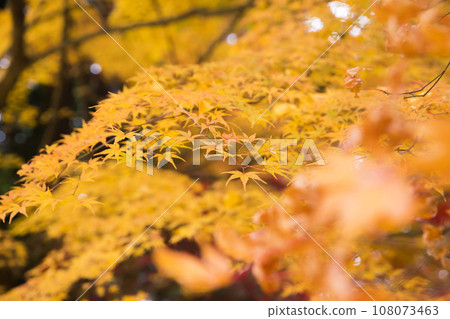 Autumn leaves image 108073463