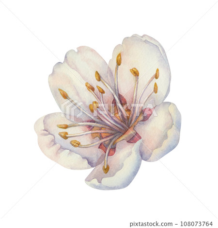 Watercolor blooming apricot white and pink flowers. Watercolor blooming apricot white and pink flowers. 108073764