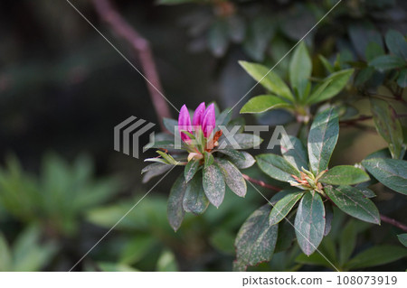 杜鵑花蕾在風中搖曳 108073919