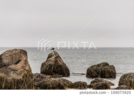 Exploring bird wildlife at the beach in the morning mist at Kejimkujik National Park Seaside, Nova Scotia, Canada 108073920