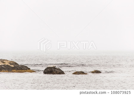 Exploring seals wildlife at the beach in the morning mist at Kejimkujik National Park Seaside, Nova Scotia, Canada 108073925