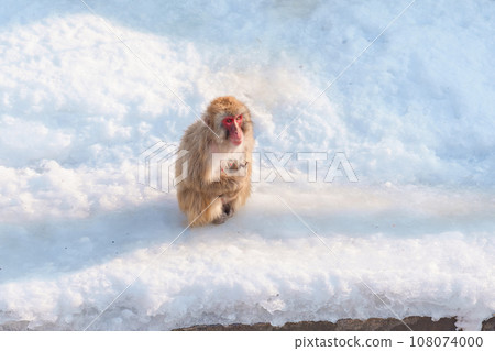 Monkey soaking in hot spring, Hakodate Tropical Botanical Garden with Snow in winter Season. landmark and popular for attractions in Hokkaido, Japan. Travel and Vacation concept Monkey soaking in hot spring, Hakodate Tropical Botanical Garden with Snow in winter Season. landmark and popular for attractions in Hokkaido, Japan. Travel and Vacation concept 108074000