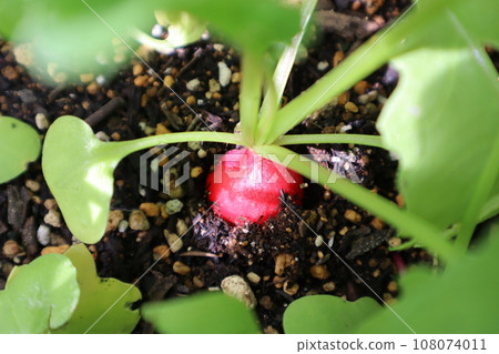 Twentieth radish from the kitchen garden Twentieth radish from the kitchen garden 108074011