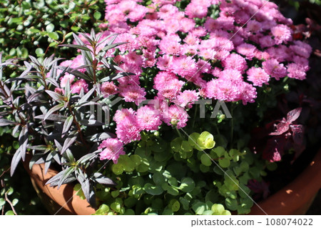 粉紅媽媽插花 108074022