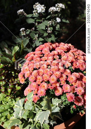 Autumn flower mammoth planting 108074040