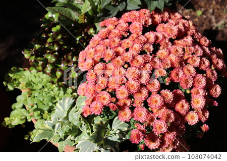 秋花猛獁象種植 108074042