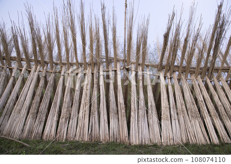 Many Jute sticks are stacked for sun drying at Sadarpur, Faridpur, Bangladesh 108074110
