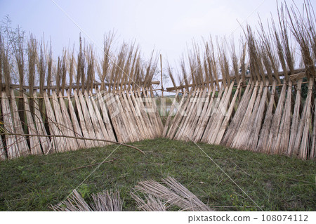 Many Jute sticks are stacked for sun drying at Sadarpur, Faridpur, Bangladesh 108074112