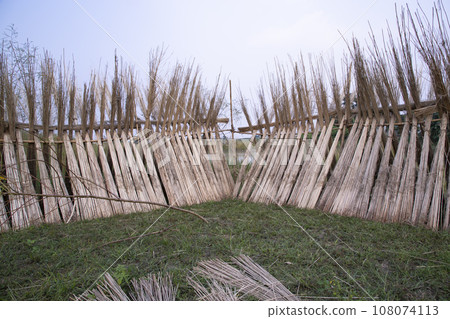 Many Jute sticks are stacked for sun drying at Sadarpur, Faridpur, Bangladesh 108074113