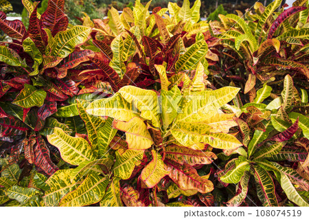 Colorful Croton Plant or Long Leaf Croton Hybrid Colorful Croton Plant or Long Leaf Croton Hybrid 108074519