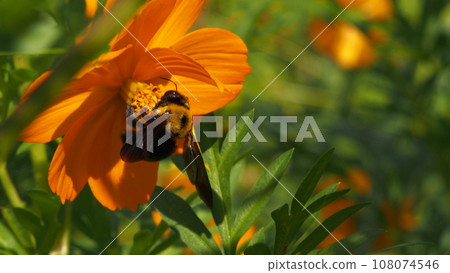 Honeybees sucking honey from Kibanakosmos 108074546